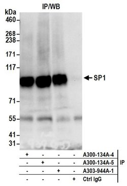 Sp1 Rabbit anti-Human, Mouse, Polyclonal, Bethyl Laboratories 100 &mu;L;