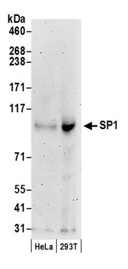 Sp1 Rabbit anti-Human, Mouse, Polyclonal, Bethyl Laboratories 100 &mu;L;