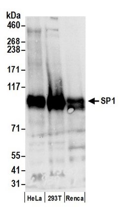 Sp1 Rabbit anti-Human, Mouse, Polyclonal, Bethyl Laboratories 100 &mu;L;
