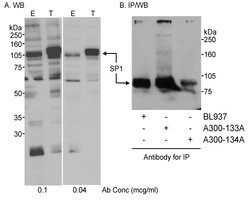 Sp1 Rabbit anti-Human, Mouse, Polyclonal, Bethyl Laboratories 100 &mu;L;
