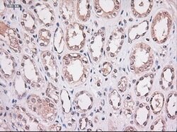 Stat4 Mouse anti-Human, Clone: OTI2A2, lyophilized, TrueMAB 100 &mu;g;