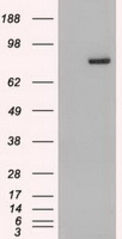 Stat4 Mouse anti-Human, Clone: OTI2A2, lyophilized, TrueMAB 100 &mu;g;