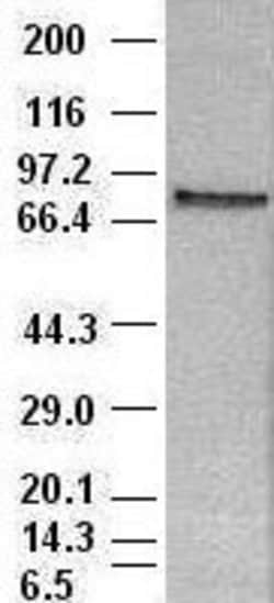 Stat4 Mouse anti-Human, Clone: OTI2A2, lyophilized, TrueMAB 100 &mu;g;