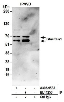 Staufen1 Rabbit anti-Human, Mouse, Polyclonal, Bethyl Laboratories 100