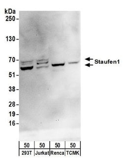 Staufen1 Rabbit anti-Human, Mouse, Polyclonal, Bethyl Laboratories 100