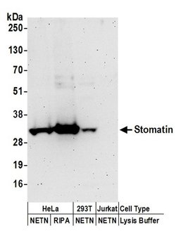Stomatin Rabbit anti-Human, Polyclonal, Bethyl Laboratories 100 &mu;l;