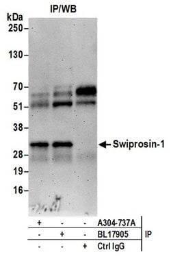 Swiprosin-1 Rabbit anti-Human, Polyclonal, Bethyl Laboratories 100 &mu;L | Buy Online | Bethyl Laboratories, Inc | Fisher Scientific
