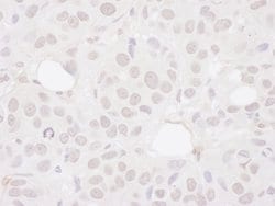 Symplekin Rabbit anti-Human, Polyclonal, Bethyl Laboratories 10 &mu;L;