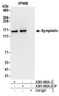 Symplekin Rabbit anti-Human, Polyclonal, Bethyl Laboratories 10 &mu;L;