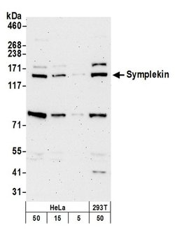 Symplekin Rabbit anti-Human, Polyclonal, Bethyl Laboratories 100 &mu;L;