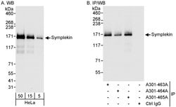 Symplekin Rabbit anti-Human, Polyclonal, Bethyl Laboratories 100 &mu;l;