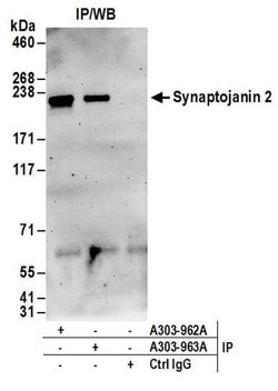 Synaptojanin 2 Rabbit anti-Human, Polyclonal, Bethyl Laboratories 100 &mu;L;