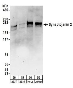 Synaptojanin 2 Rabbit anti-Human, Polyclonal, Bethyl Laboratories 100 &mu;L;