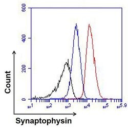 Invitrogen Synaptophysin Monoclonal Antibody (SY38) 100 &mu;g | Buy Online | Invitrogen&trade; | Fisher Scientific