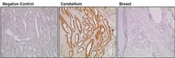 Invitrogen Synaptophysin Monoclonal Antibody (SY38) 100 &mu;g | Buy Online | Invitrogen&trade; | Fisher Scientific