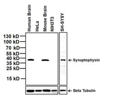 Invitrogen Synaptophysin Monoclonal Antibody (SY38) 100 &mu;g | Buy Online | Invitrogen&trade; | Fisher Scientific