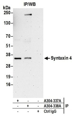 Syntaxin 4 Rabbit anti-Human, Polyclonal, Bethyl Laboratories 100 &mu;L | Buy Online | Bethyl Laboratories, Inc | Fisher Scientific