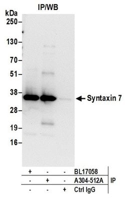 Syntaxin 7 Rabbit anti-Human, Mouse, Polyclonal, Bethyl Laboratories 100