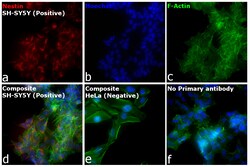 Invitrogen Goat anti-Mouse IgG (H+L) Cross-Adsorbed Secondary Antibody,