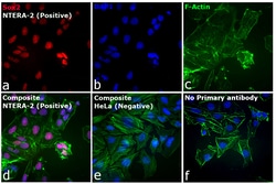 Invitrogen Goat anti-Rat IgG (H+L) Cross-Adsorbed Secondary Antibody, Texas
