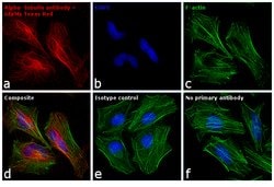 Invitrogen Goat anti-Mouse IgG (H+L) Cross-Adsorbed Secondary Antibody,