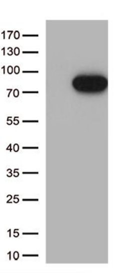 MASP2 Monoclonal Antibody (OTI7D4), TrueMAB , OriGene 30 &mu;L; Unconjugated:Antibodies,