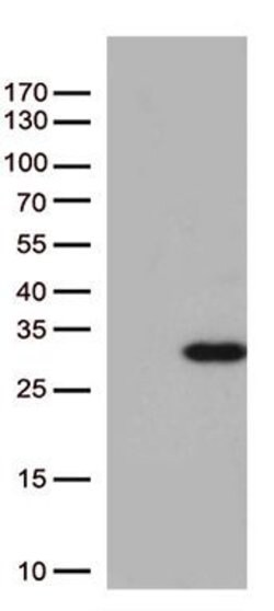 RAB5A Monoclonal Antibody (OTI6D9), TrueMAB , OriGene 100 &mu;L; Unconjugated:Antibodies,