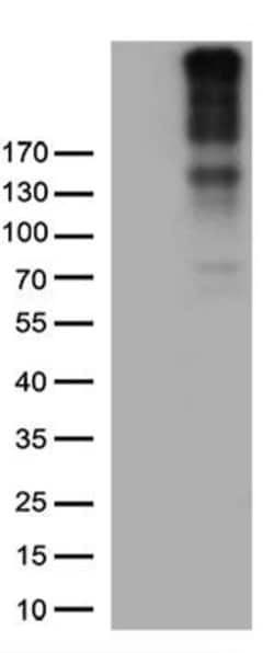 CSPG4 Monoclonal Antibody (OTI5H8), TrueMAB , OriGene 30 &mu;L; Unconjugated:Antibodies,