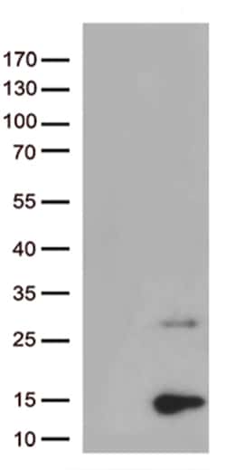Pancreatic Polypeptide (PPY) Monoclonal Antibody (OTI1G2), OriGene 30 &mu;L;