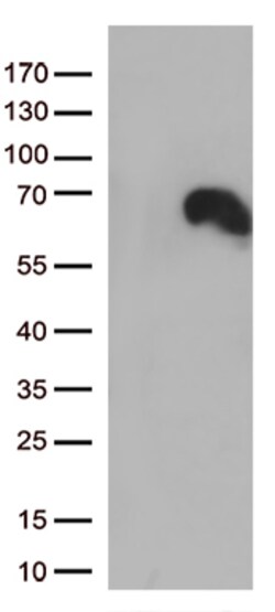 DOK3 Monoclonal Antibody (OTI1H9), OriGene 30 &mu;L | Buy Online | Origene Technologies | Fisher Scientific