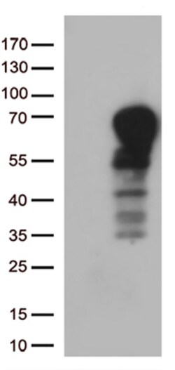DOK3 Monoclonal Antibody (OTI2B11), OriGene 30 &mu;L | Buy Online | Origene Technologies | Fisher Scientific