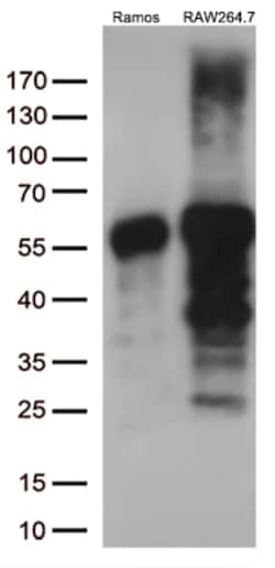 DOK3 Monoclonal Antibody (OTI2B11), OriGene 30 &mu;L | Buy Online | Origene Technologies | Fisher Scientific