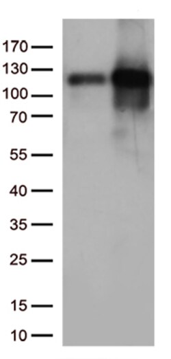 KAP1 (TRIM28) Monoclonal Antibody (OTI2H10), OriGene 30 &mu;L; Unconjugated:Anticuerpos