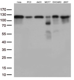 KAP1 (TRIM28) Monoclonal Antibody (OTI2H10), OriGene 30 &mu;L; Unconjugated:Anticuerpos