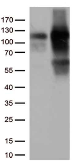 KAP1 (TRIM28) Monoclonal Antibody (OTI5E10), OriGene 30 &mu;L | Buy Online | Origene Technologies | Fisher Scientific