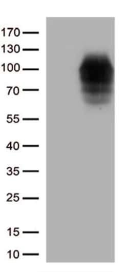 DDX4 Monoclonal Antibody (OTI2A12), TrueMAB , OriGene 100 &mu;L; Unconjugated:Antibodies,