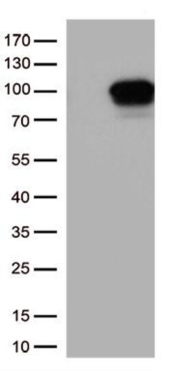DDX4 Monoclonal Antibody (OTI2H9), TrueMAB , OriGene 100 &mu;L; Unconjugated:Antibodies,