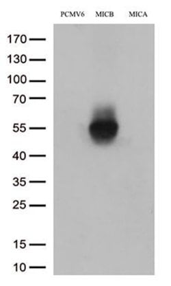 MICB Monoclonal Antibody (OTI4E9), TrueMAB , OriGene 100 &mu;L | Buy Online | Origene Technologies | Fisher Scientific