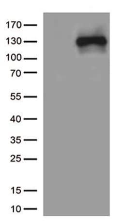 NOS2 Monoclonal Antibody (OTI3H7), TrueMAB , OriGene 30 &mu;L; Unconjugated:Antibodies,