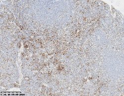 CD61 Monoclonal Antibody (OTI5H4), TrueMAB , OriGene 30 &mu;L | Buy Online | Origene Technologies | Fisher Scientific