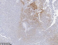 CD21 Monoclonal Antibody (OTI10C2), TrueMAB , OriGene 100 &mu;L; Unconjugated:Antibodies,