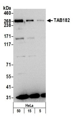 TAB182 Rabbit anti-Human, Polyclonal, Bethyl Laboratories 100 &mu;L; Unconjugated:Antibodies,
