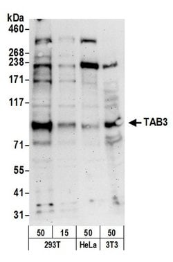 TAB3 Polyclonal Antibody, Bethyl Laboratories