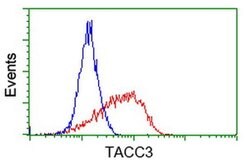 TACC3 Monoclonal Antibody (OTI1E11), TrueMAB , OriGene 30 &mu;L | Buy Online | OriGene | Fisher Scientific