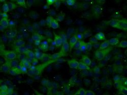 TACC3 Monoclonal Antibody (OTI8F6), TrueMAB , OriGene 100 &mu;L; Unconjugated:Antibodies,