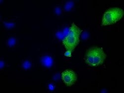 TACC3 Monoclonal Antibody (OTI6F1), TrueMAB , OriGene 100 &mu;L; Unconjugated:Antibodies,
