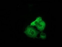 TACC3 Monoclonal Antibody (OTI6H4), TrueMAB , OriGene 100 &mu;L; Unconjugated:Antibodies,