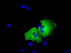 TACC3 Mouse anti-Human, Clone: OTI1E8, lyophilized, TrueMAB 100 &mu;g;