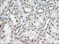 TACC3 Monoclonal Antibody (OTI6F1), TrueMAB , OriGene 100 &mu;L; Unconjugated:Antibodies,