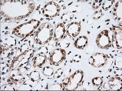 TACC3 Mouse anti-Human, Clone: OTI1E8, lyophilized, TrueMAB 100 &mu;g;